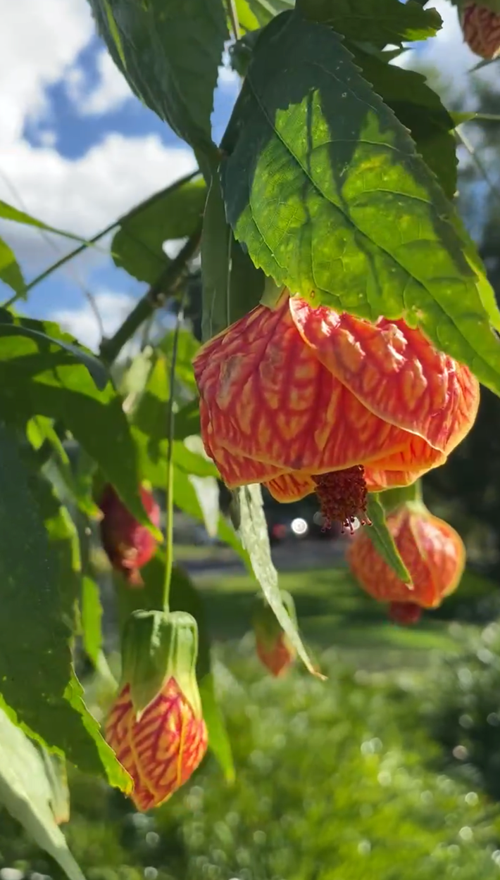 Essence of Spring: Renewal, Rebirth, and Growth